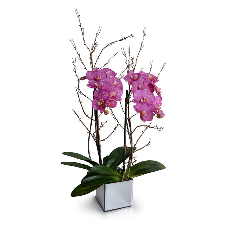 Phalaenopsis Orchid