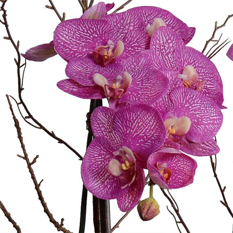 Phalaenopsis Orchid
