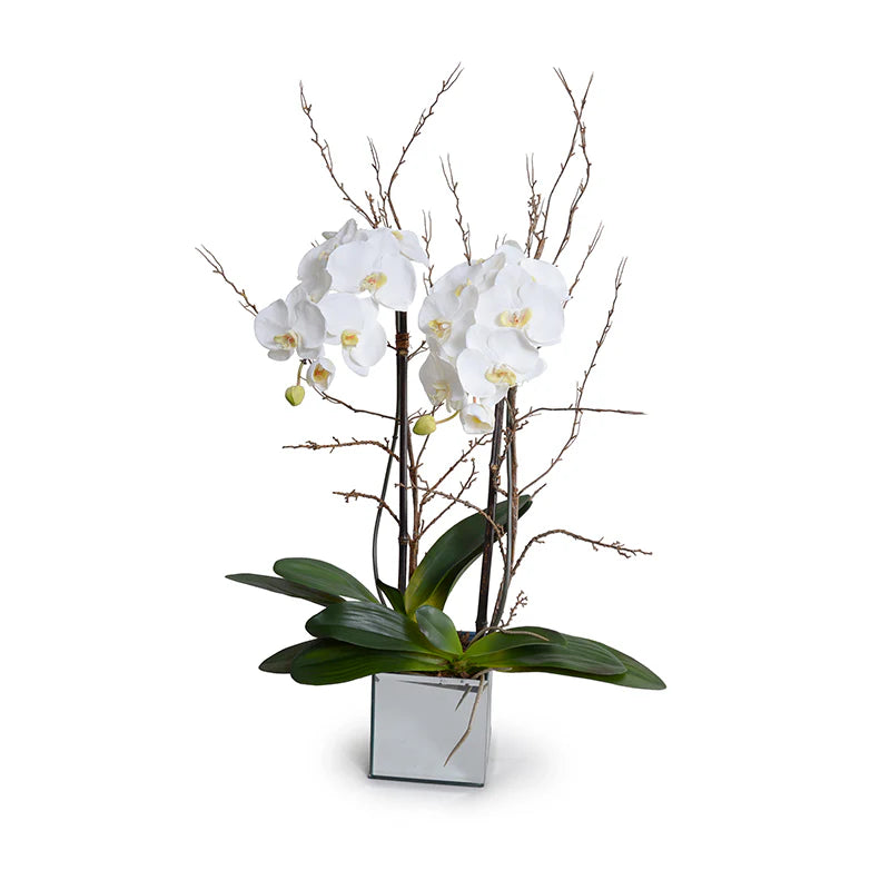 Phalaenopsis Orchid