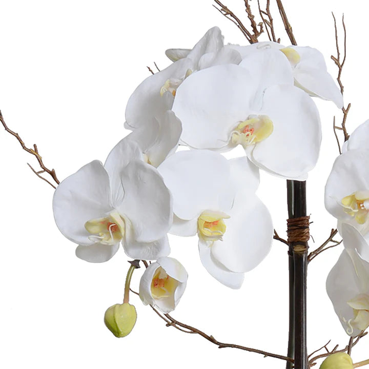 Phalaenopsis Orchid