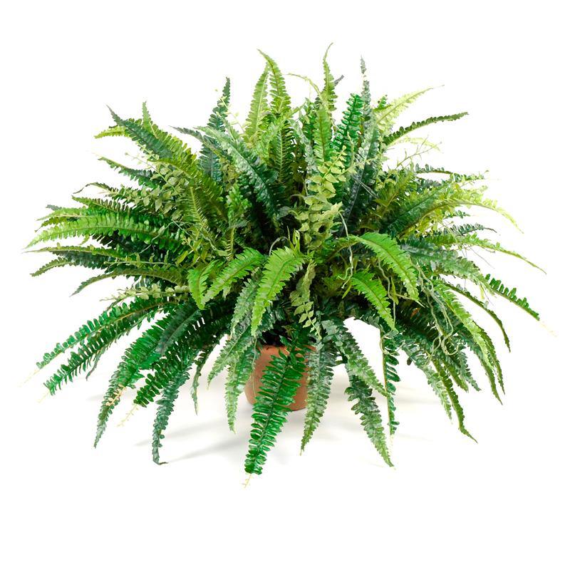 Forest Fern, Green