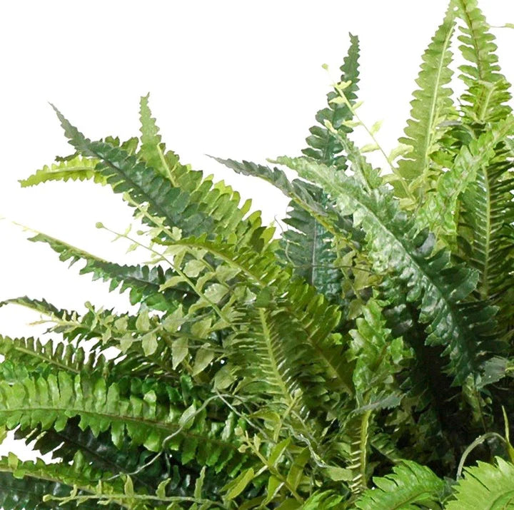 Forest Fern, Green