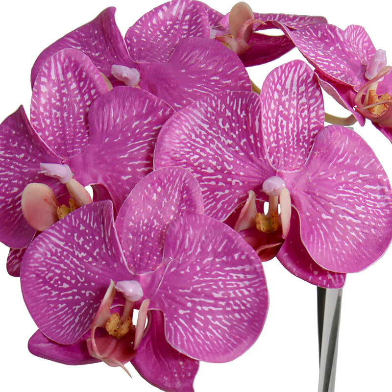 Phalaenopsis Orchid in Glass Vase