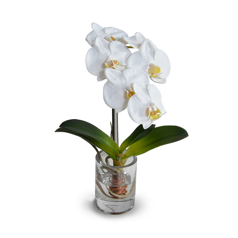 Phalaenopsis Orchid in Glass Vase