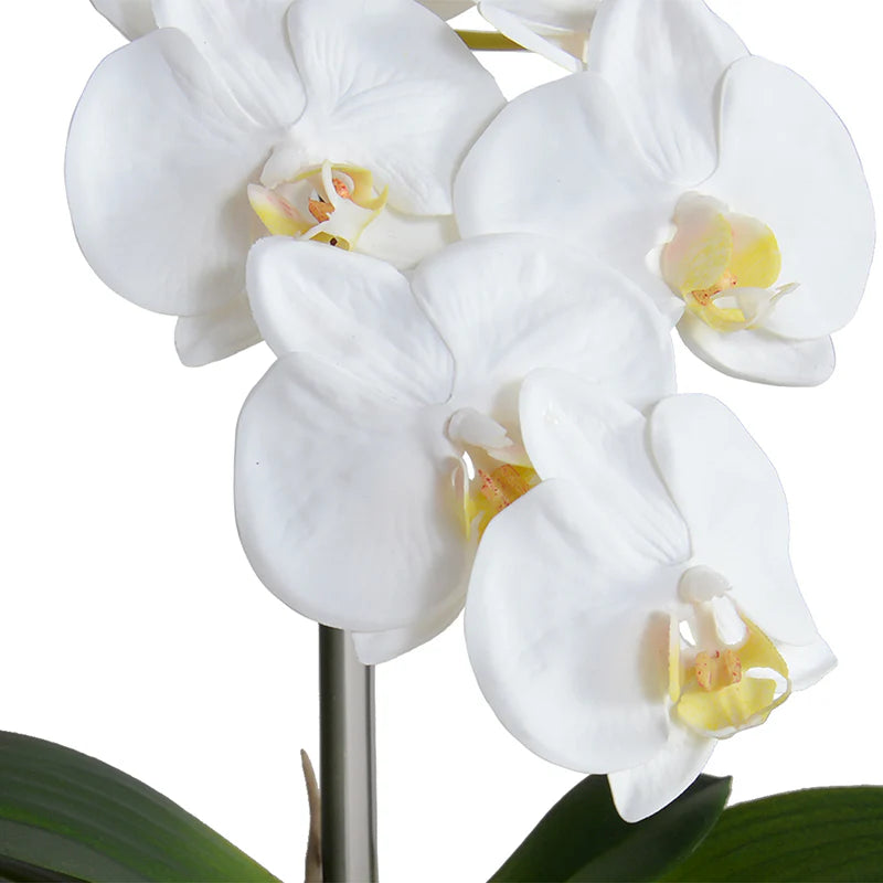 Phalaenopsis Orchid in Glass Vase