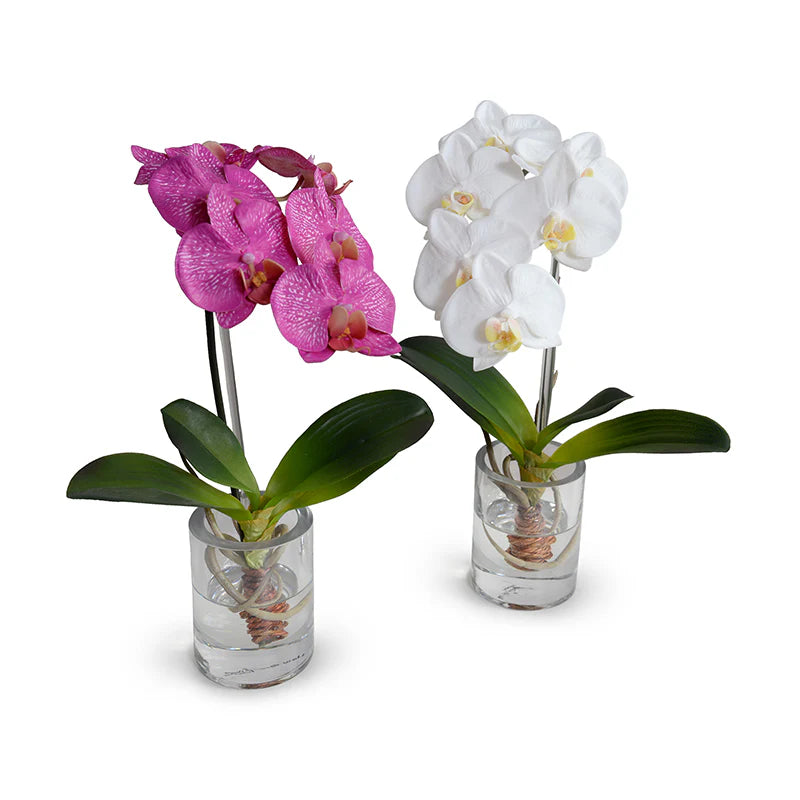 Phalaenopsis Orchid in Glass Vase