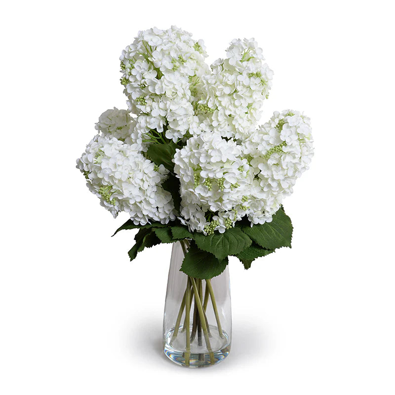 White Snowflake (Pee Gee) Hydrangea in Glass