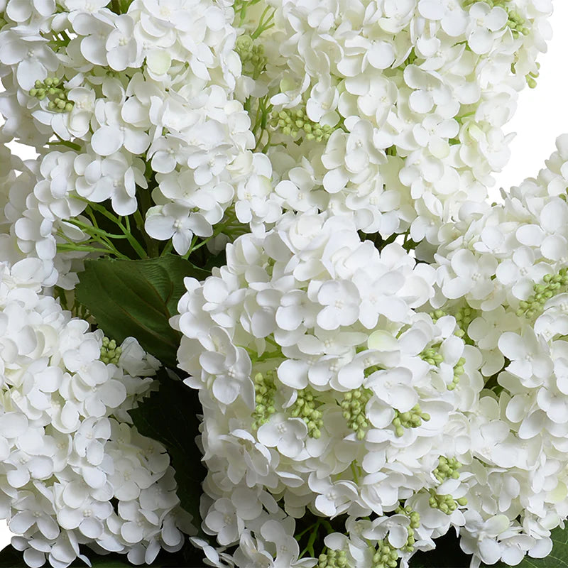 White Snowflake (Pee Gee) Hydrangea in Glass