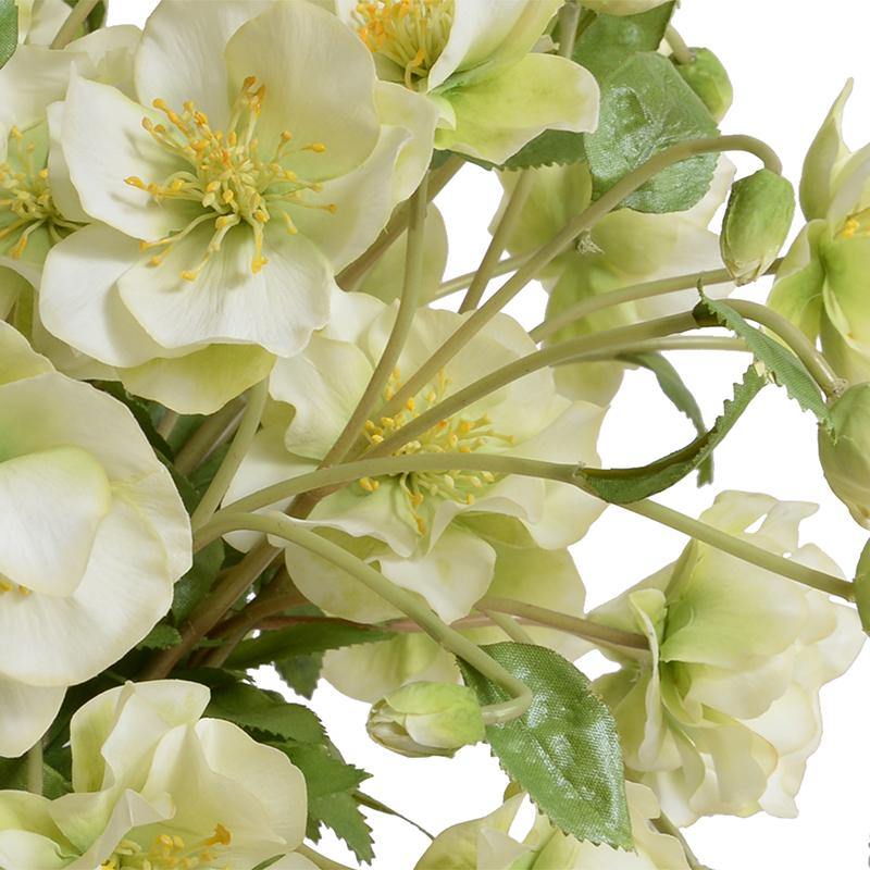 Rose Lenten Hellebore in Glass