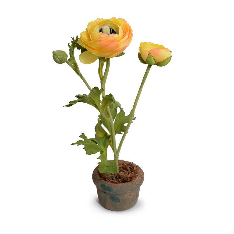 plant ranunculus in pots Gold Ranunculus Mini Pot, Set of 6