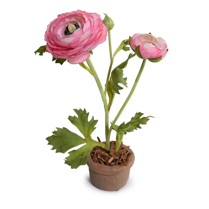 potted ranunculus plant Hot Pink Ranunculus Mini Pot, Set of 6