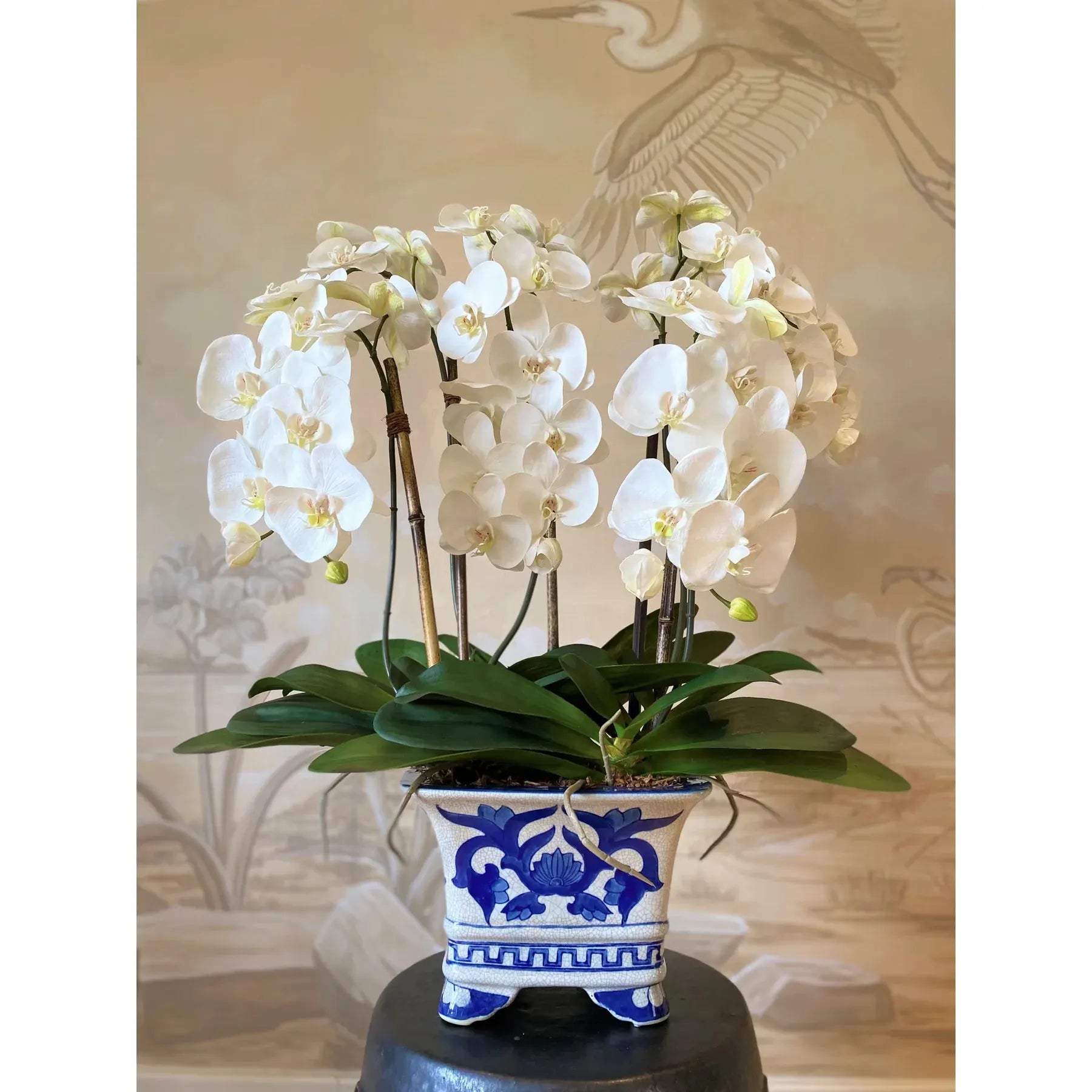 Phalaenopsis Orchid With Vines