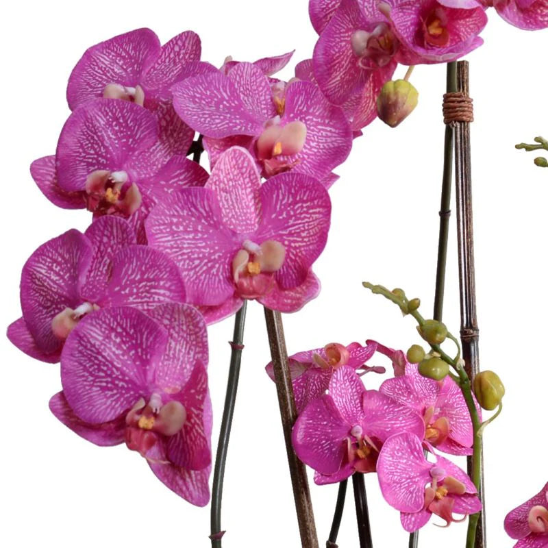 Phalaenopsis Orchid With Vines