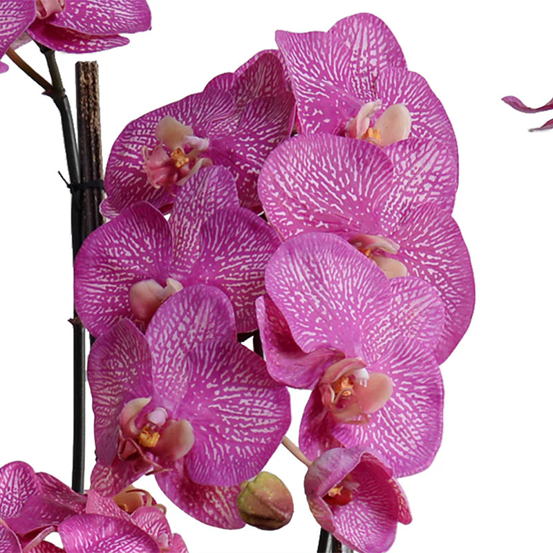 Phalaenopsis Orchid With Vines