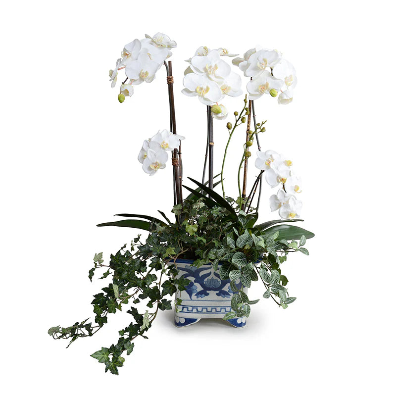 Phalaenopsis Orchid With Vines