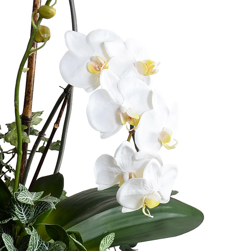 Phalaenopsis Orchid With Vines