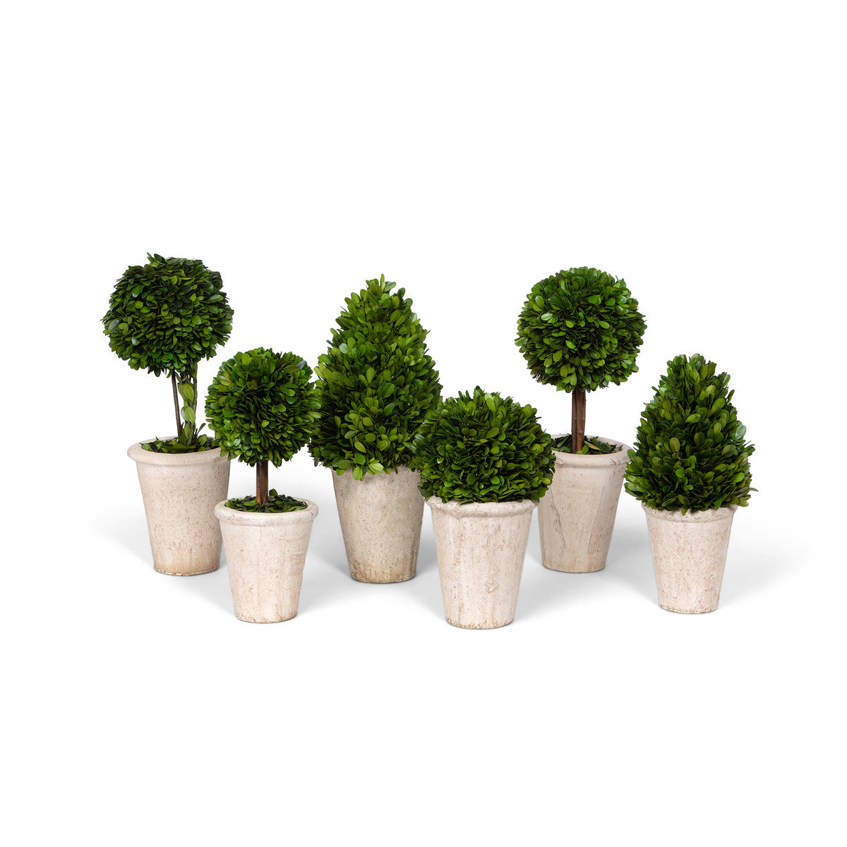 Collection of Boxwood Topiaries, Set of 6, Asst