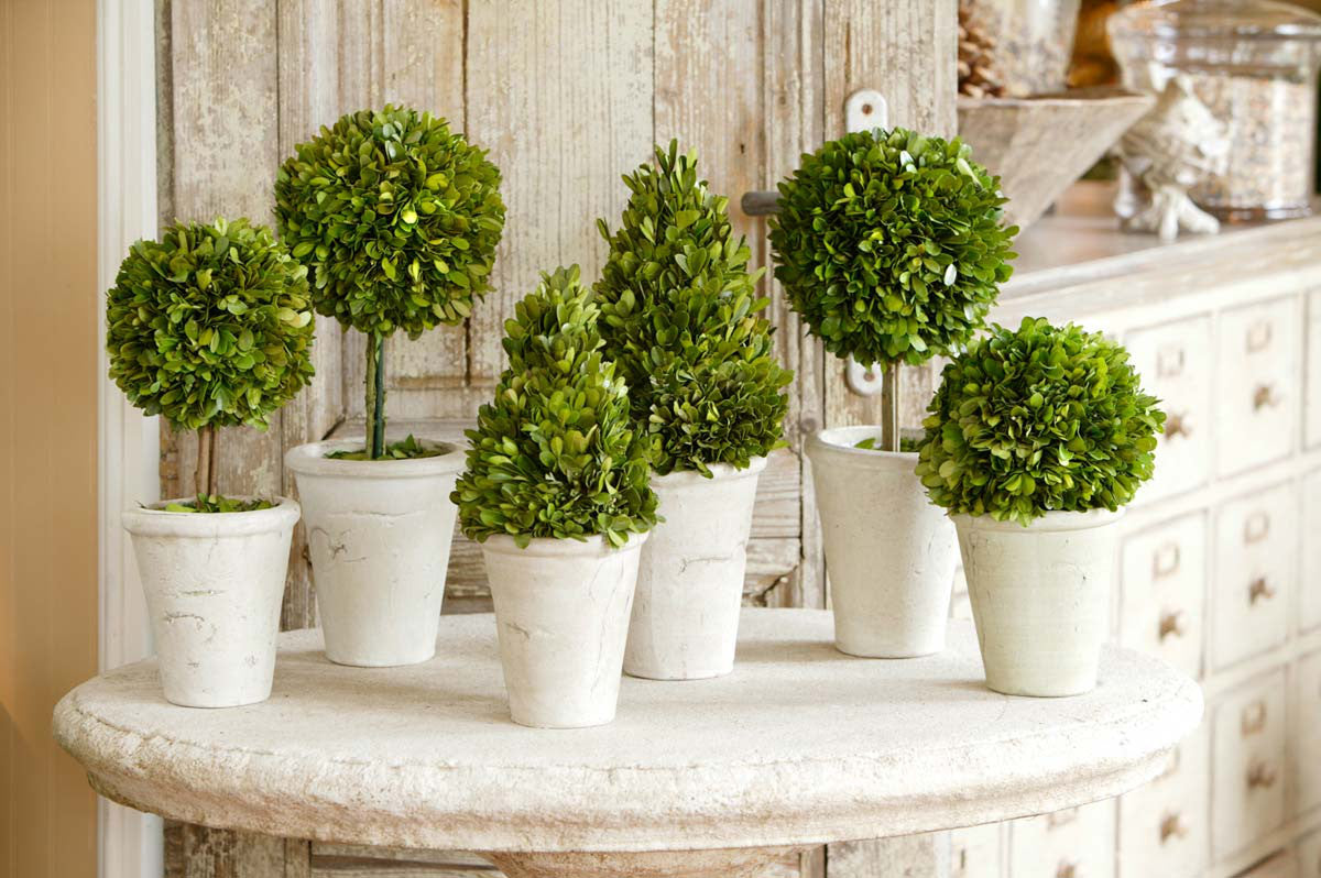 Collection of Boxwood Topiaries, Set of 6, Asst