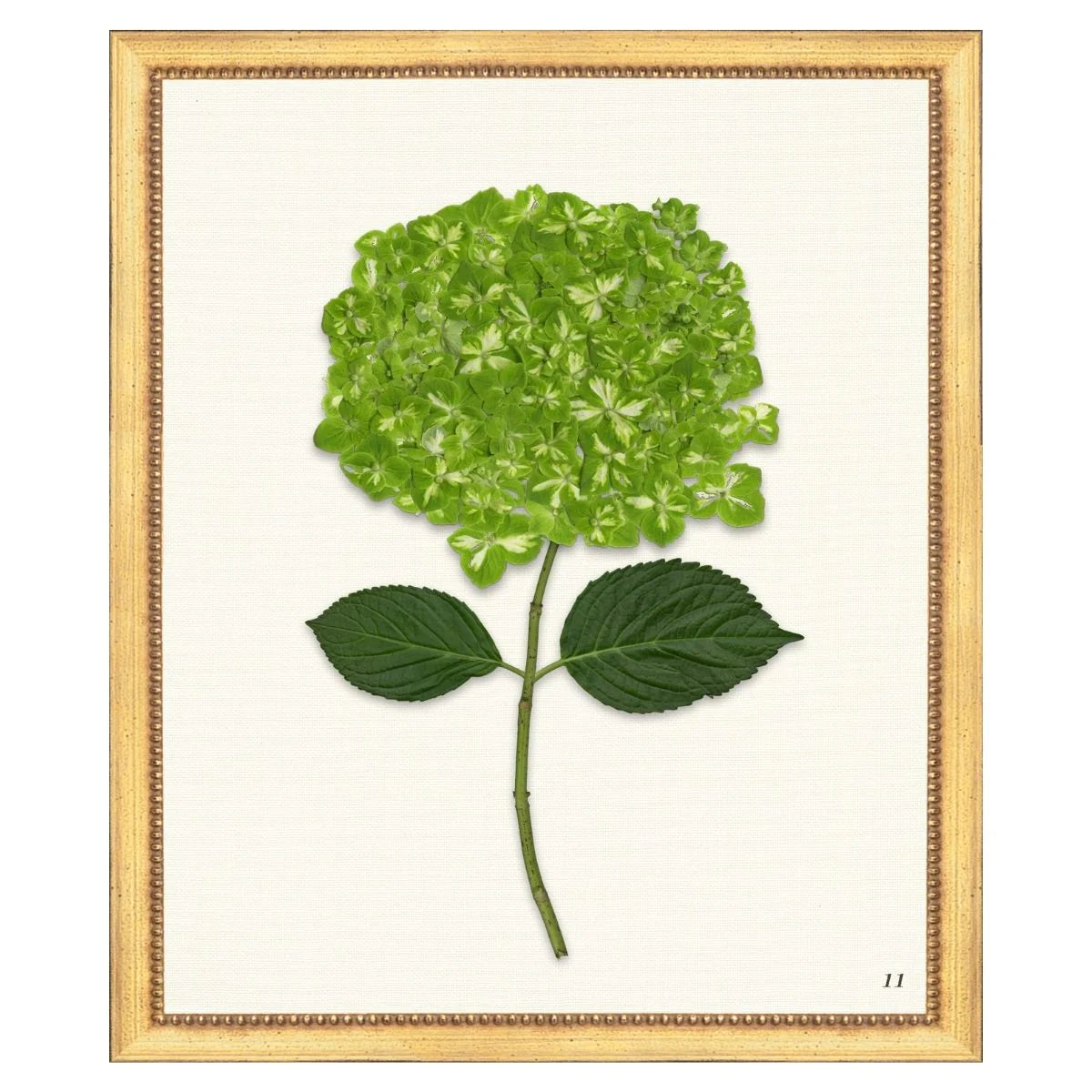 Green Hydrangea