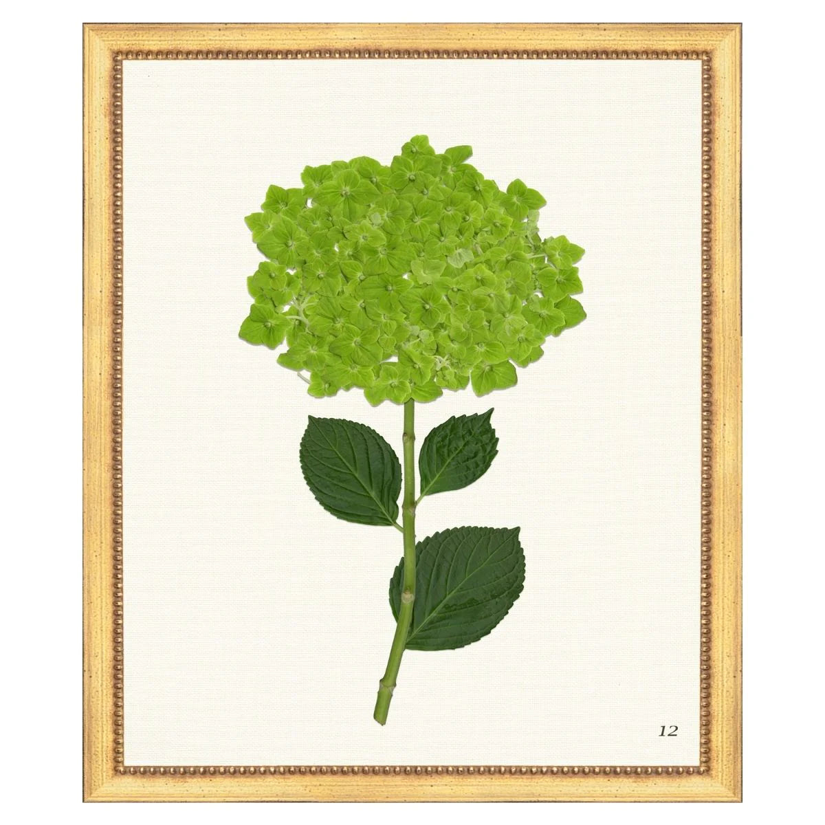 Green Hydrangea