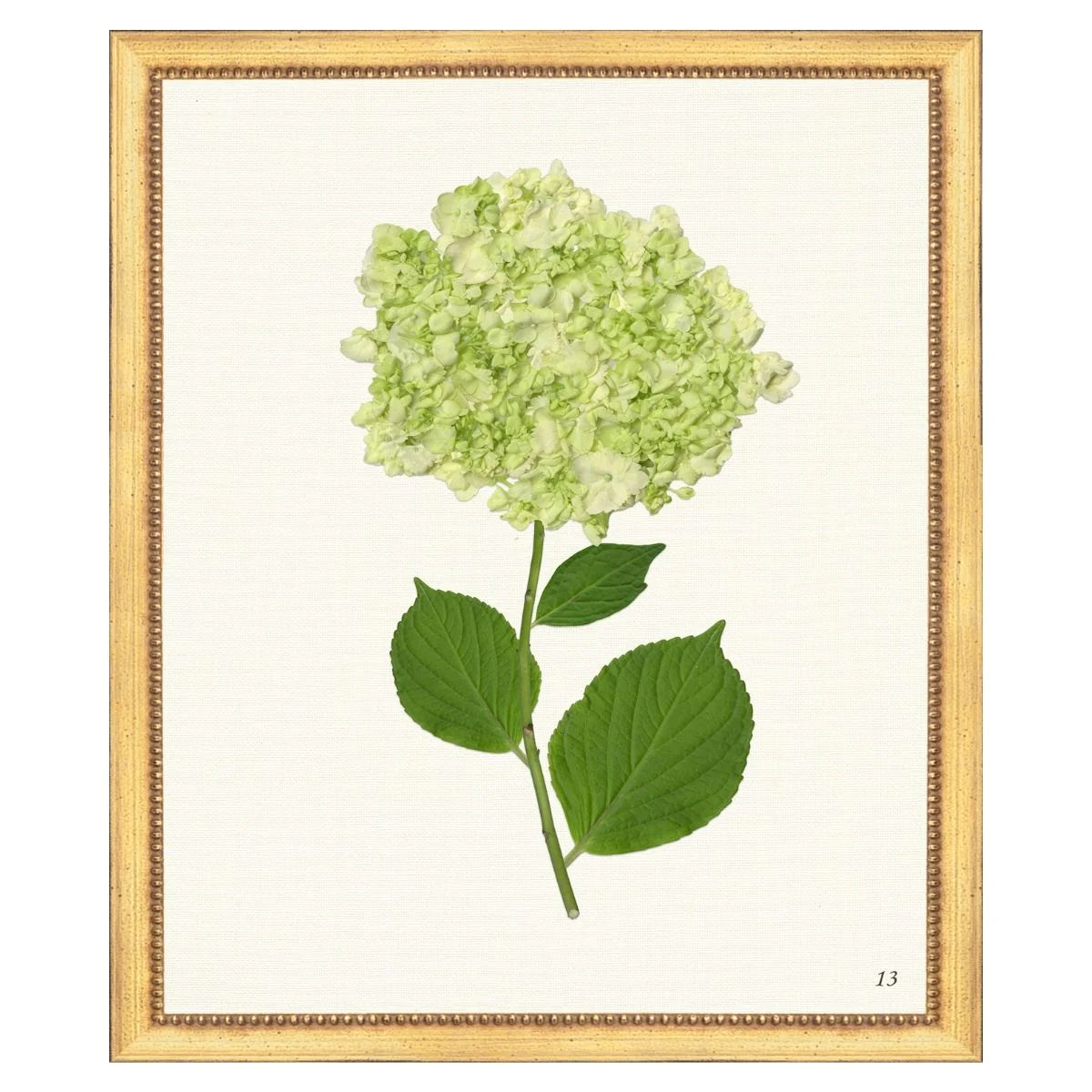 Green Hydrangea