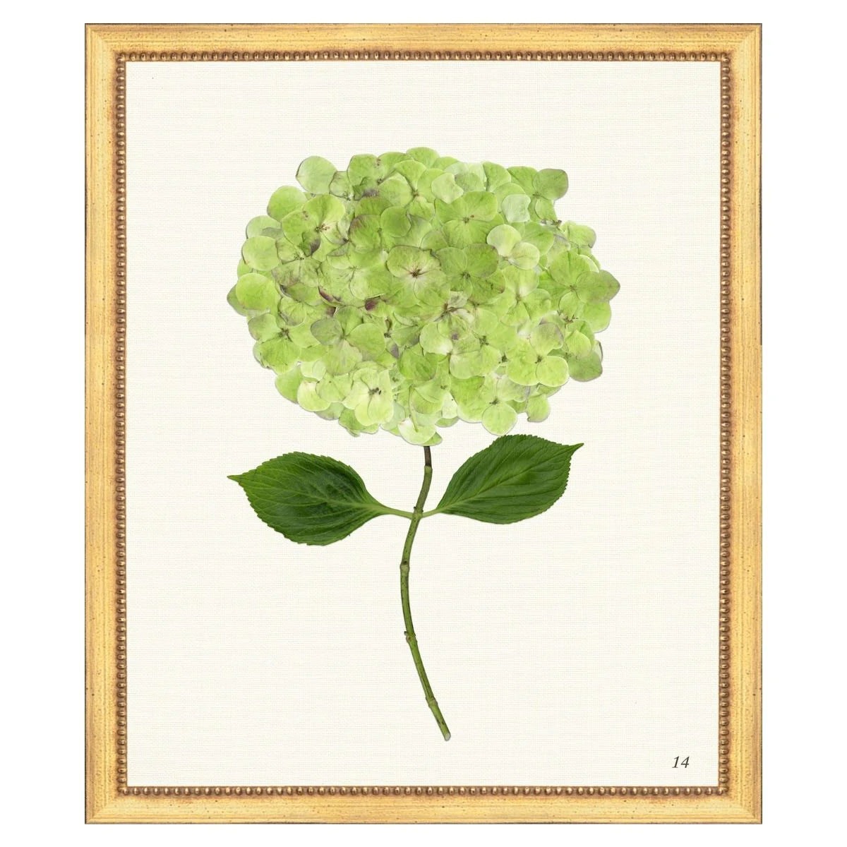 Green Hydrangea