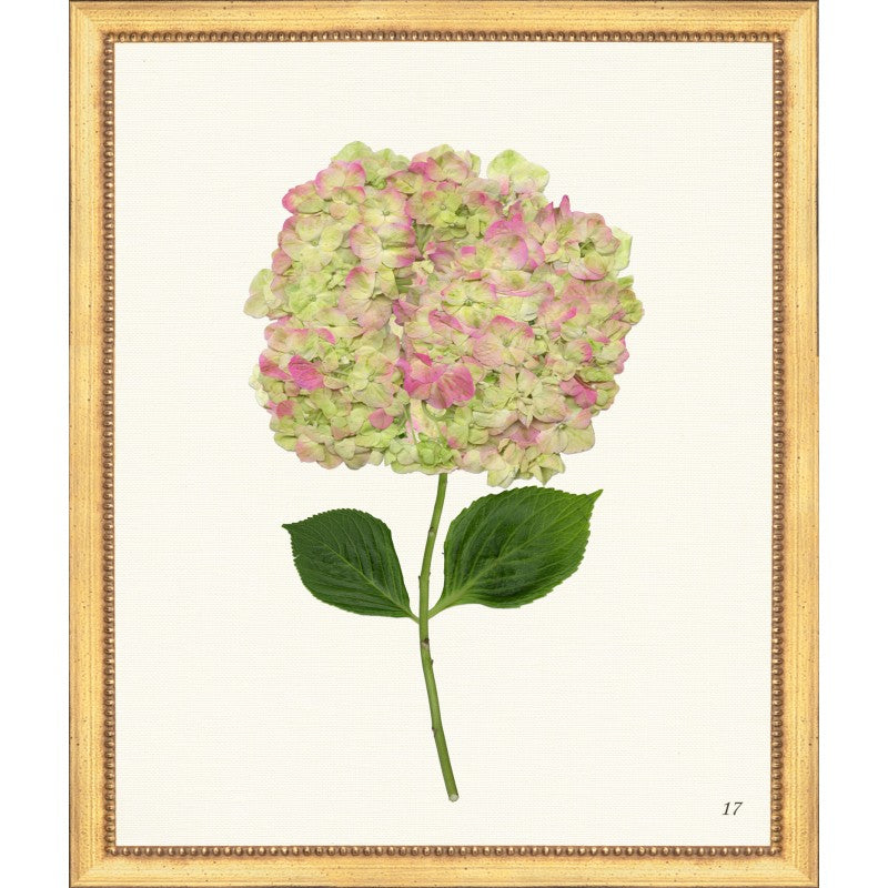 Pink Hydrangea