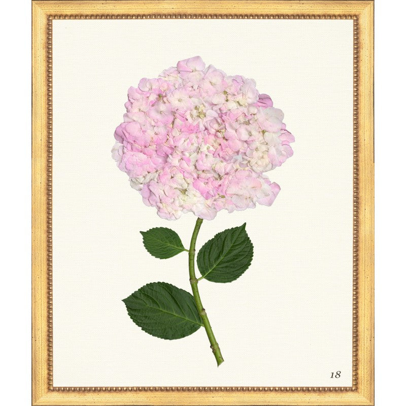 Pink Hydrangea