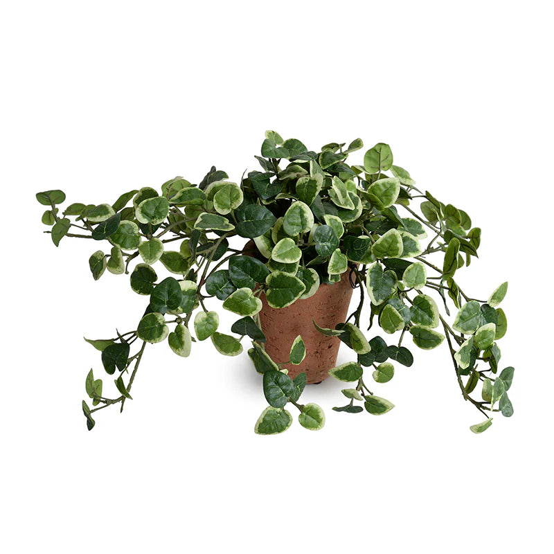 Pumila (Creeping Fig) in Terracotta, 9"H