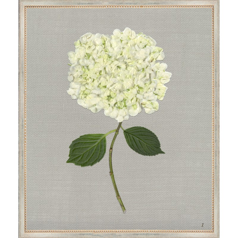 White Hydrangea