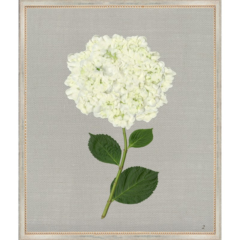 White Hydrangea