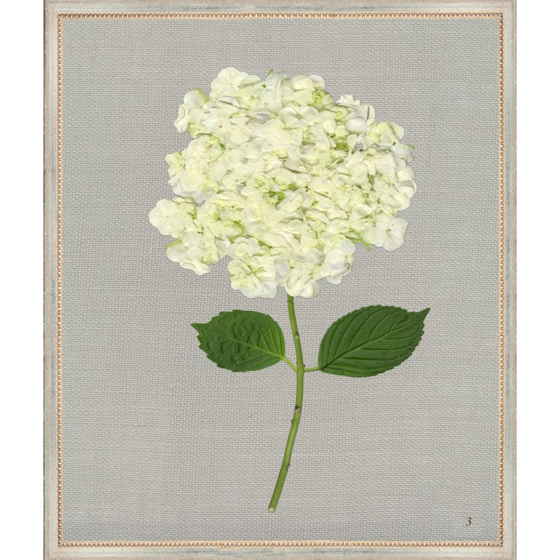 White Hydrangea