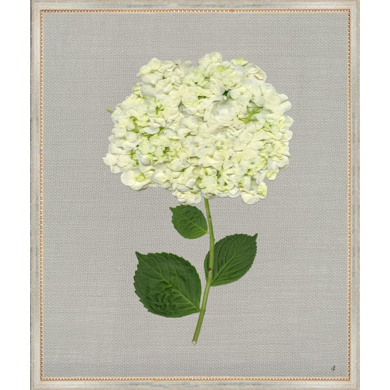 White Hydrangea
