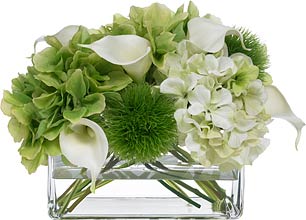 Diane James Blooms Iconic