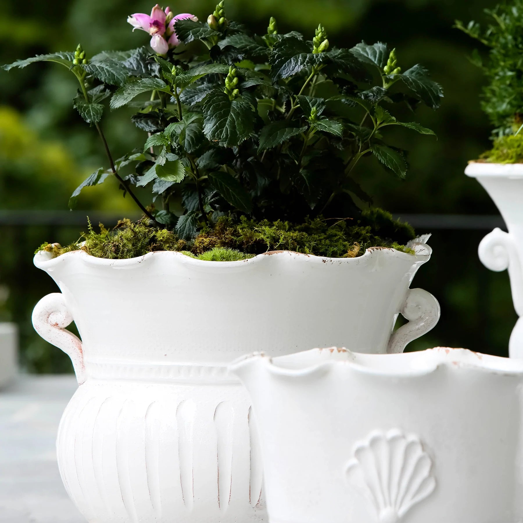 Vietri Rustic Garden White Large Scallop Planter