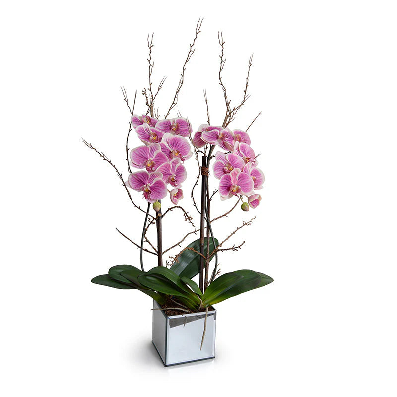 Phalaenopsis Orchid