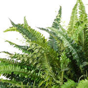 Forest Fern, Green