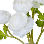 Ranunculus in 7" Glass Cylinder