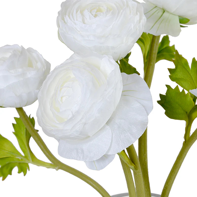 Ranunculus in 7" Glass Cylinder