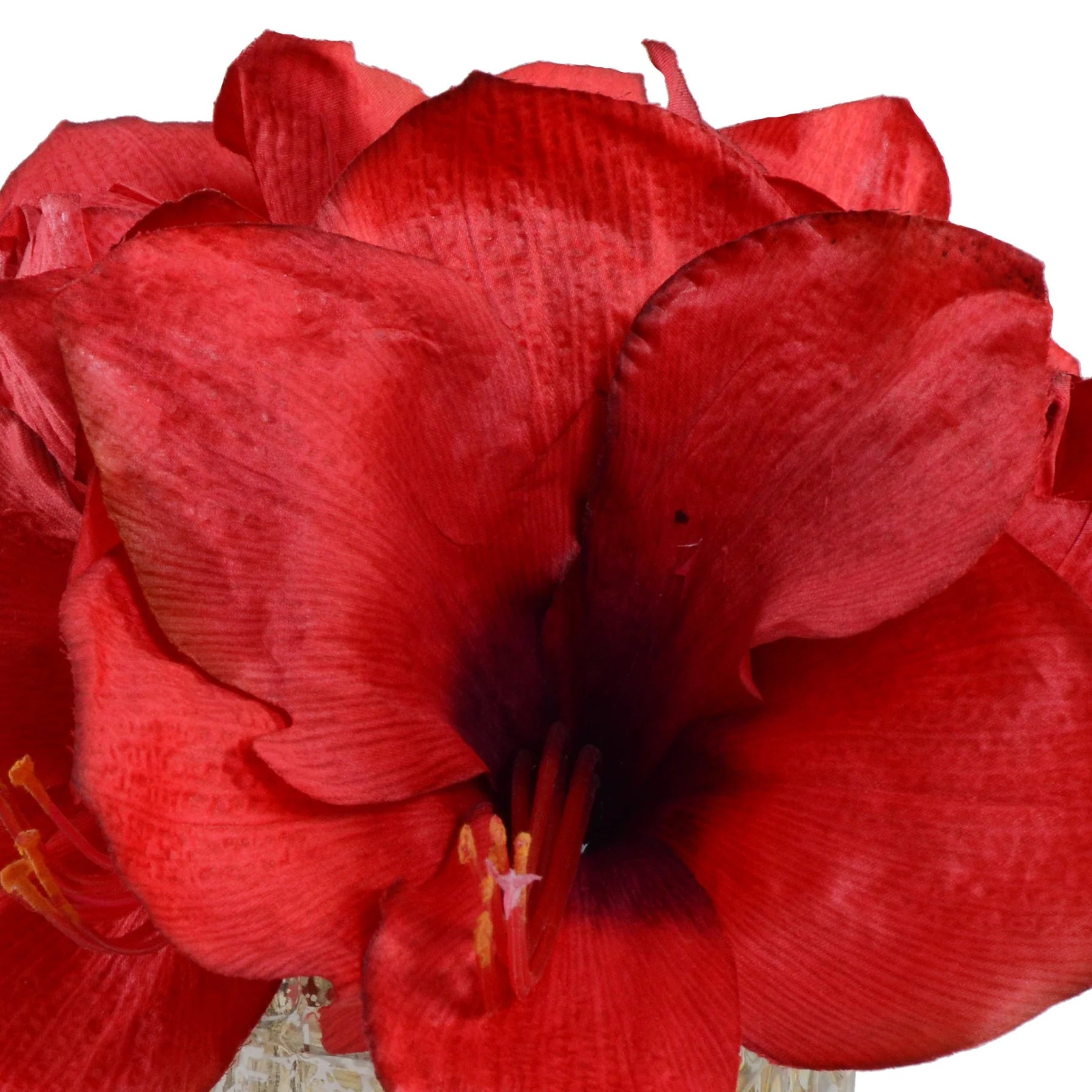 Red Amaryllis Cutting, 9"H