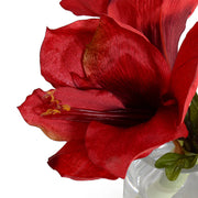 Red Amaryllis Cutting, 9"H