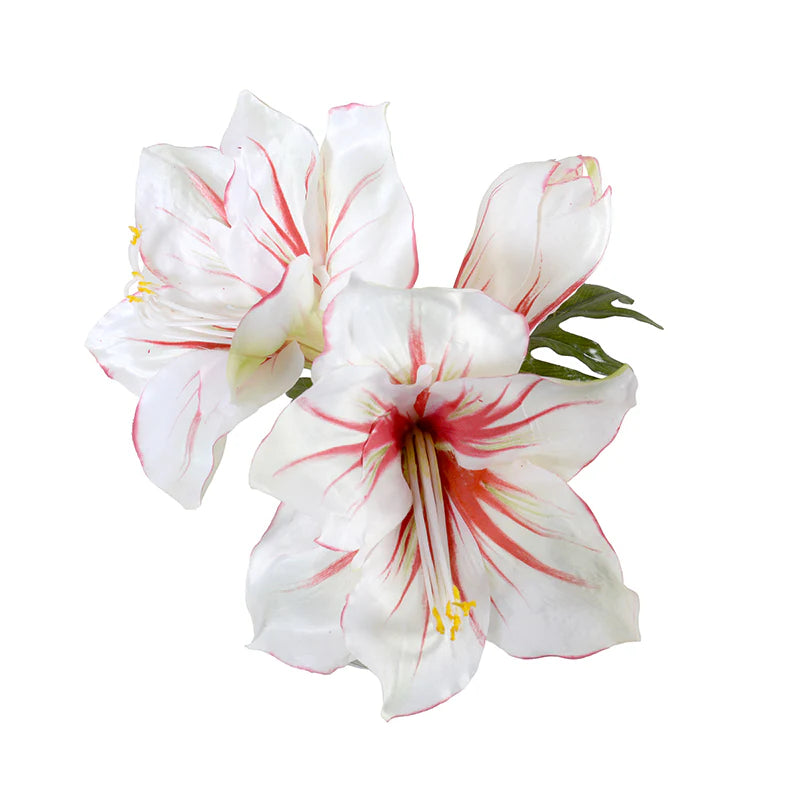 Red & White Amaryllis Cutting, 9"H