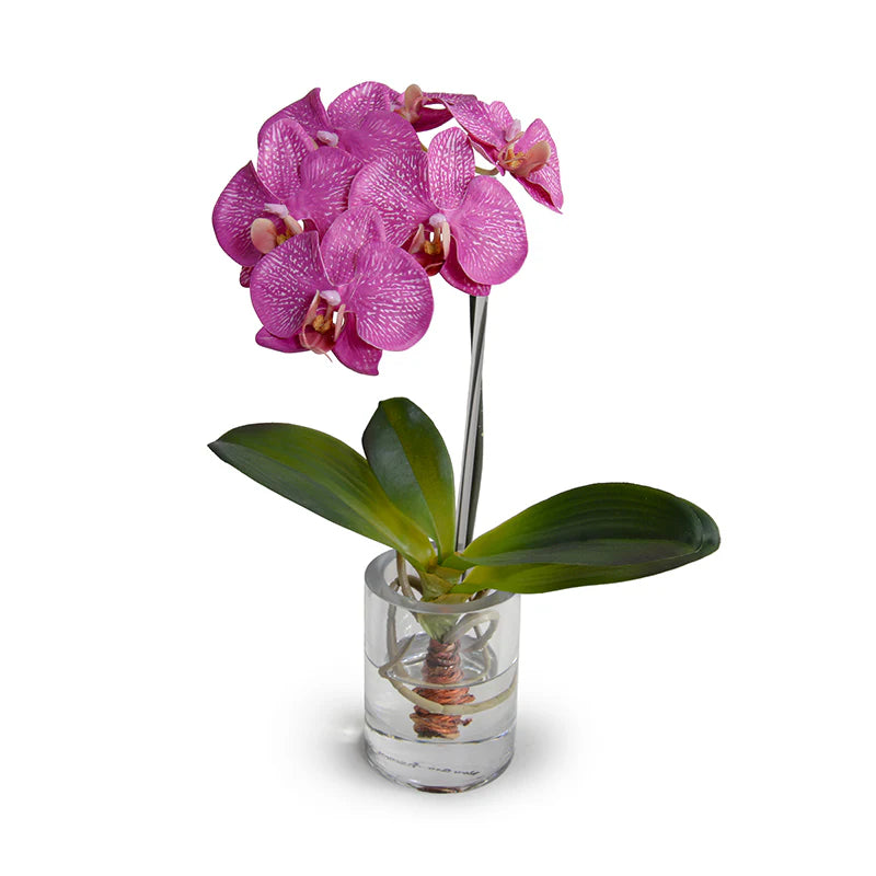 Phalaenopsis Orchid in Glass Vase