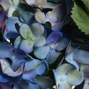 Hydrangea Cutting 10"H