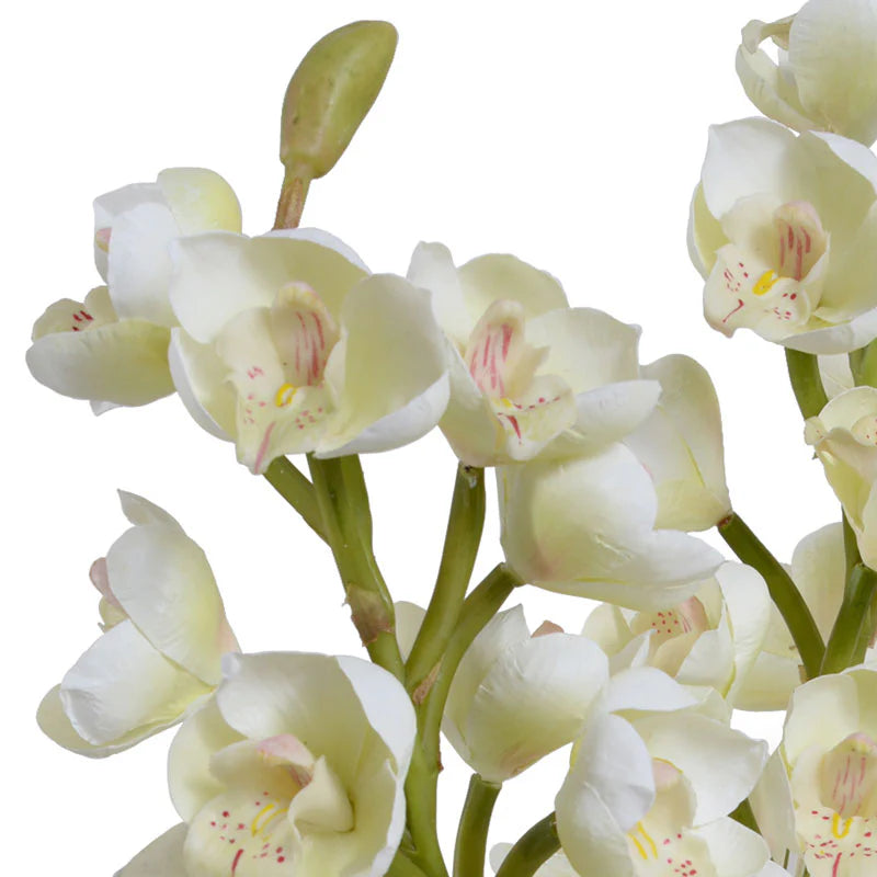 Cymbidium Orchid in Glass, White