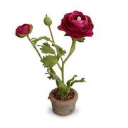 Beauty Ranunculus Mini Pot, Set of 6