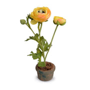 Gold Ranunculus Mini Pot, Set of 6