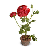 Red Ranunculus Mini Pot, Set of 6