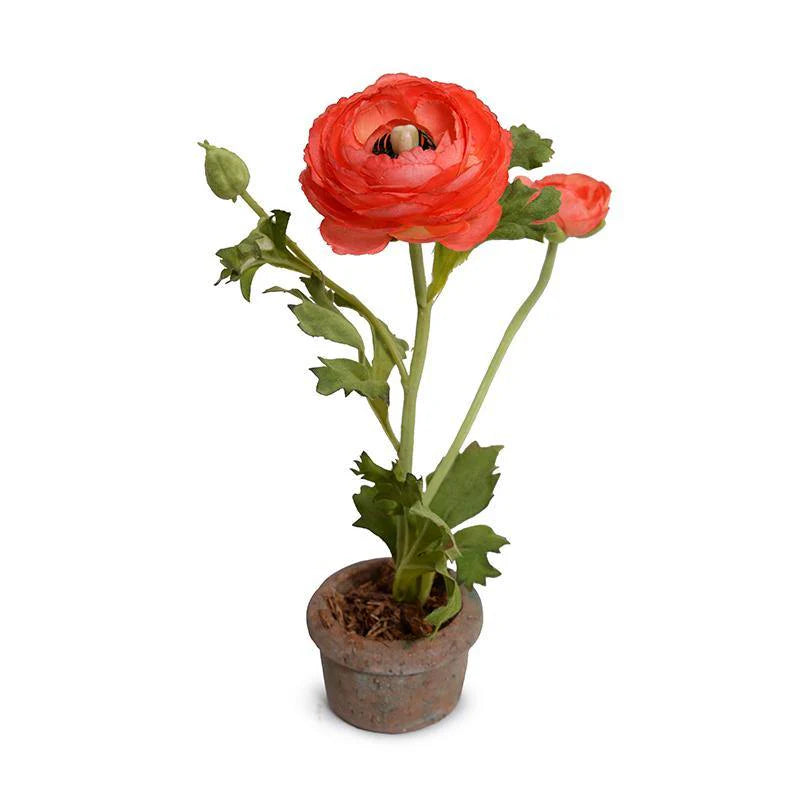 Ranunculus Mini Pot, Red Orange