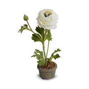 White Ranunculus Mini Pot, Set of 6